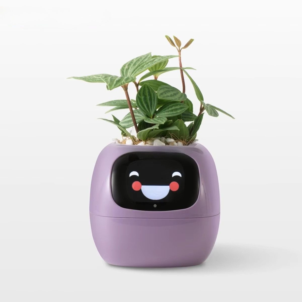 YY Wifi Ai Planter z funkcją p – Home Decor Ai Free recenzja i cena